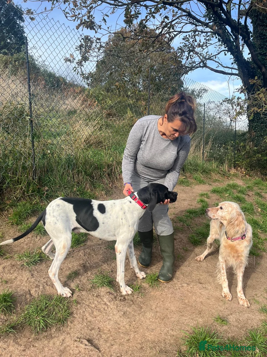 Pointer dogs for adoption: Duke the pocket rocket pointer in Matlock - Advert 11