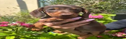 Miniature Dachshund dogs for sale: Puppy for Sale Outstanding KC Male Mini Dachshund  - Advert 23