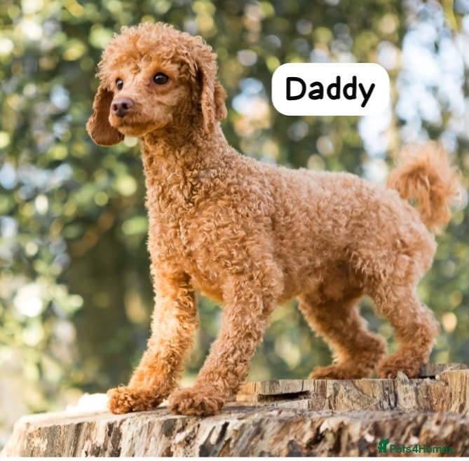 Cockapoo dogs Cockapoo ready to leave - Advert 2