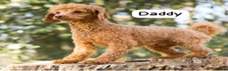 Cockapoo dogs for sale: Cockapoo ready to leave - Advert 4