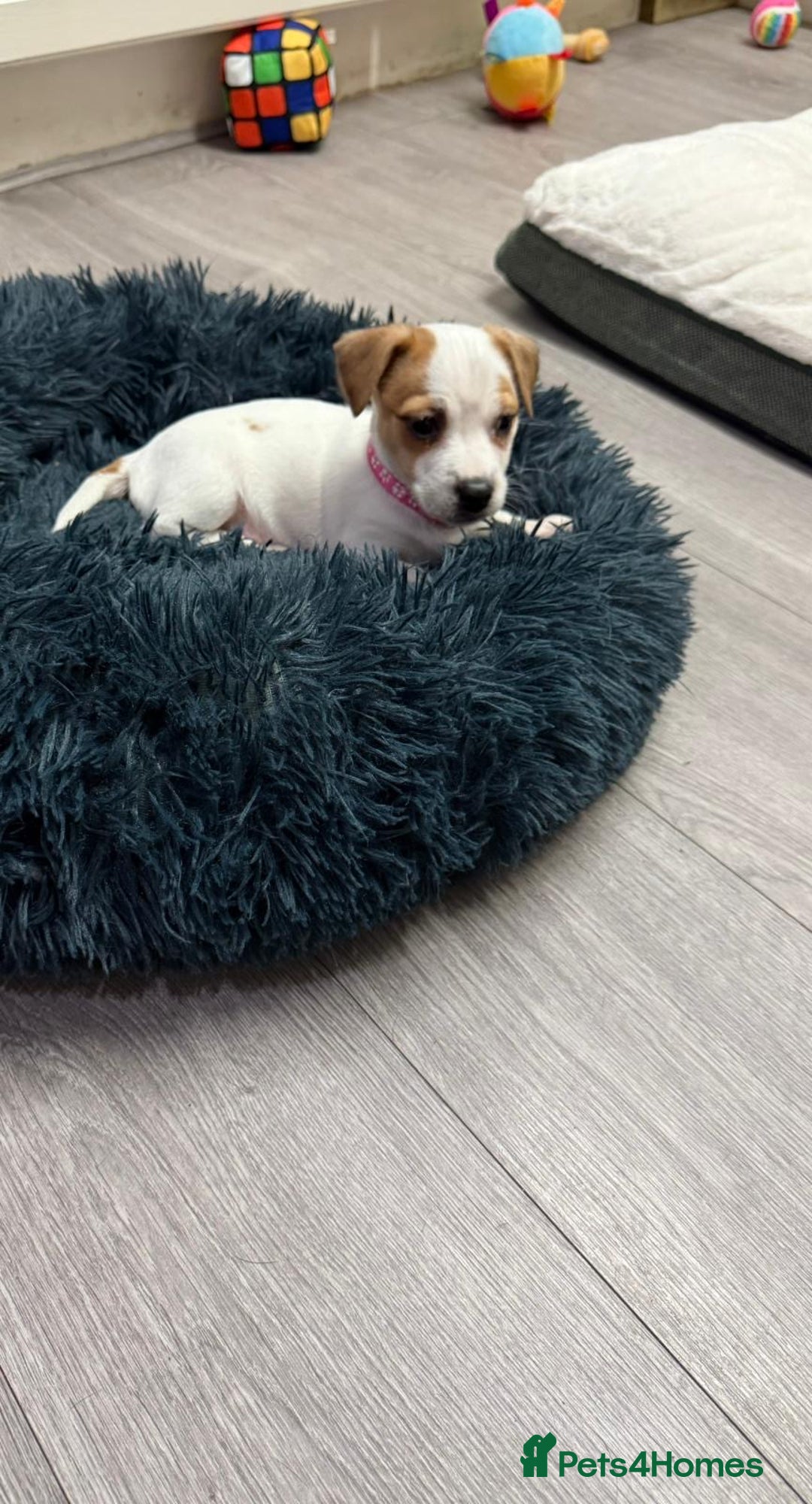 Jack Russell dogs for sale: 8 Week Old Jack Russel Puppies  - Advert 2