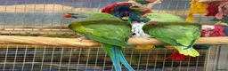 Parrots birds for sale: Birds/Parakeets/Parrots/Amazons  - Advert 8