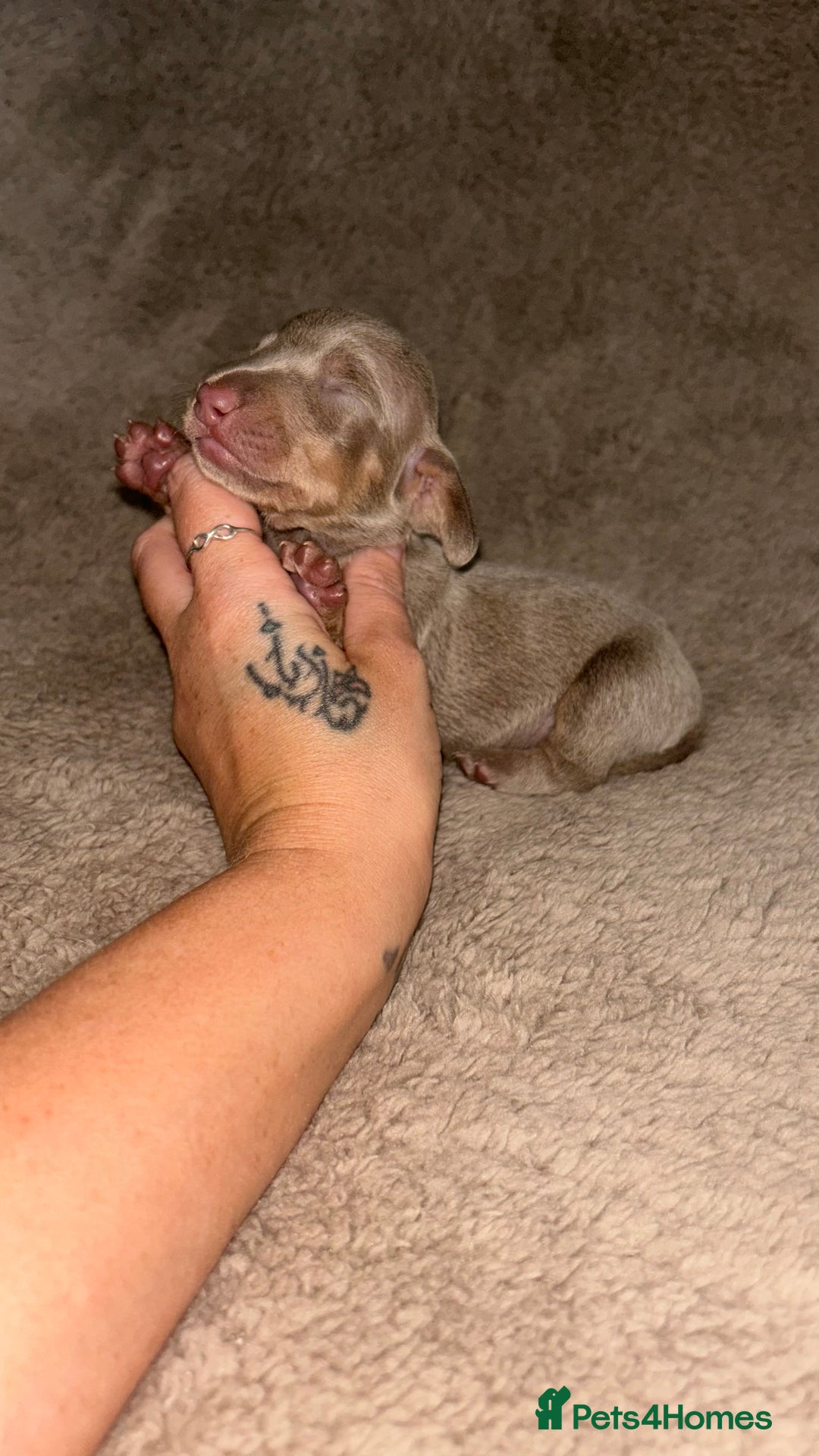 Miniature Dachshund dogs for sale: Perfecf kc miniature dachshunds - Image 8