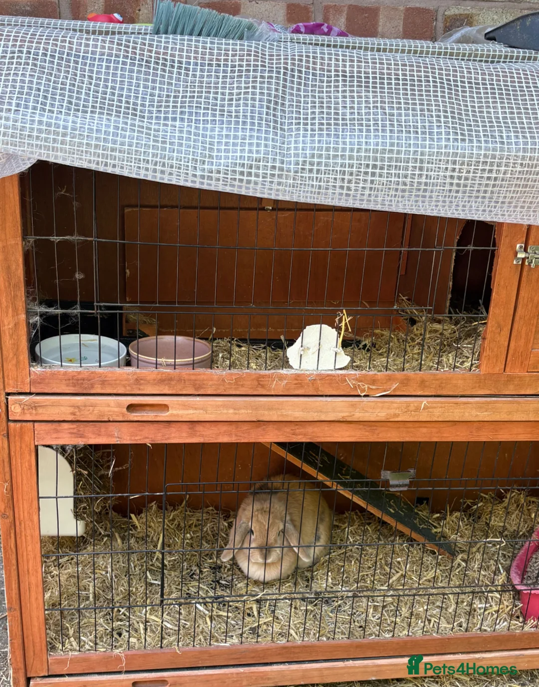 Mini Lop rabbits for sale: Mini lop rabbit  - Advert 3