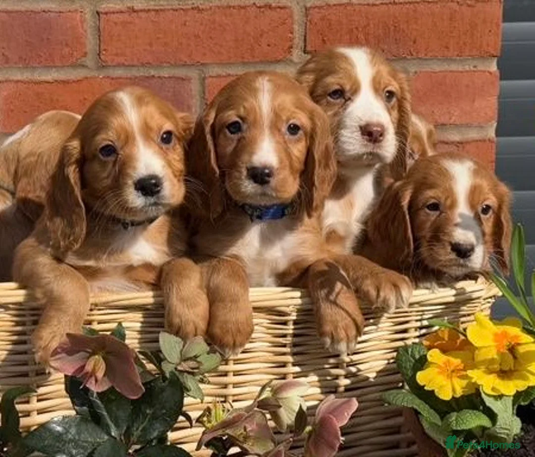 Cocker Spaniel dogs for sale: 🐶 KC + Health Tested Cocker Spaniel Puppies 🐶 - Advert 1