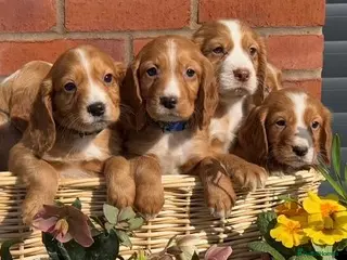 Cocker Spaniel dogs for sale: 🐶 KC + Health Tested Cocker Spaniel Puppies 🐶 - Advert 1