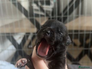 Mixed Breed dogs Staffy mixed breed pups - Advert 2