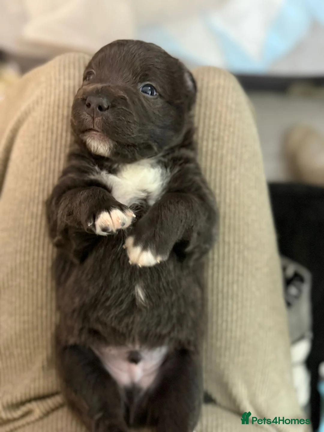 Staffordshire Bull Terrier dogs for sale: Handsome buster  - Advert 8