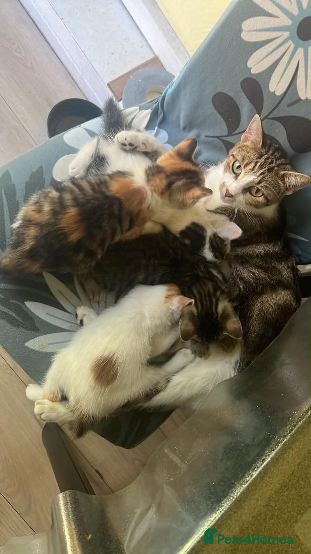 Domestic Shorthair cats for sale: Adorable kittens in London - Advert 1
