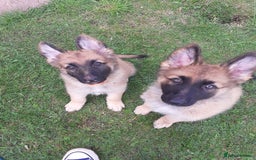 German Shepherd dogs for sale: Straight back gsd puppies  - Image 4