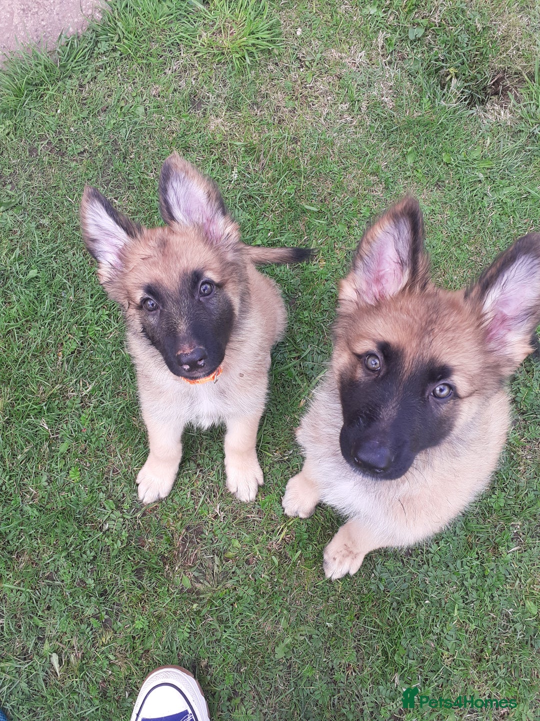 German Shepherd dogs for sale: Straight back gsd puppies  - Image 4