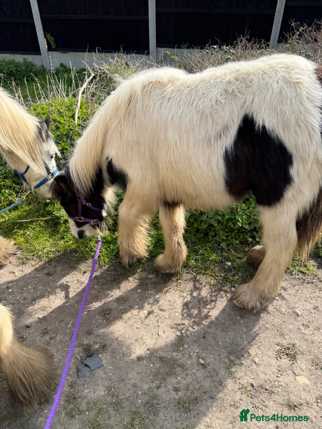Irish Cob horses for sale: 11 month filly cob - Advert 2