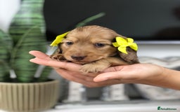 Miniature Dachshund dogs for sale: 𝕃𝕠𝕟𝕘 𝕙𝕒𝕚𝕣𝕖𝕕 𝕔𝕣𝕖𝕒𝕞 𝕡𝕦𝕡𝕡𝕚𝕖𝕤 🧸 - Image 4