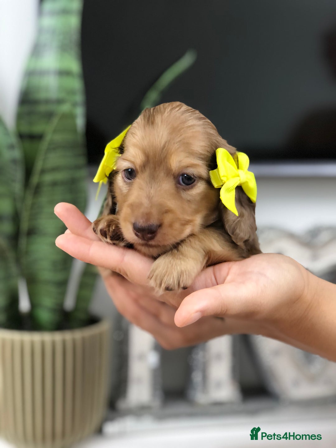 Miniature Dachshund dogs for sale: 𝕃𝕠𝕟𝕘 𝕙𝕒𝕚𝕣𝕖𝕕 𝕔𝕣𝕖𝕒𝕞 𝕡𝕦𝕡𝕡𝕚𝕖𝕤 🧸 - Image 4