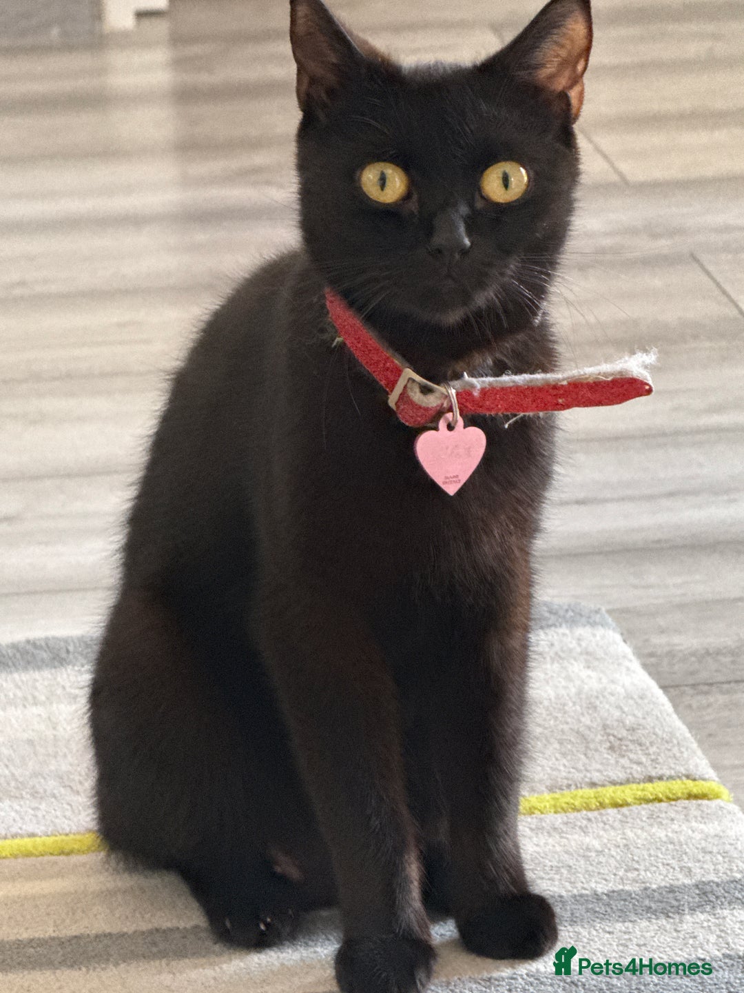 British Shorthair cats for sale: British shorthair kittens  - Image 10