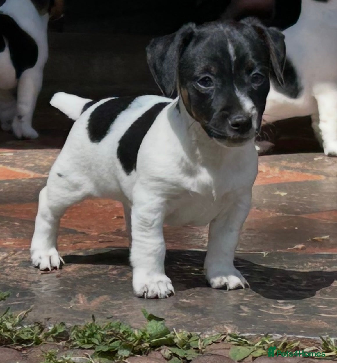 Jack Russell dogs Jack Russell puppies  - Advert 1
