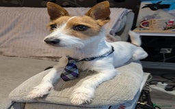 Jack Russell dogs for sale: Friendly Jack Russell  - Image 5