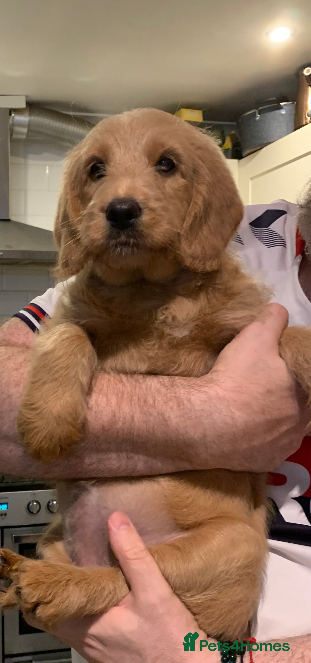 Double Doodle dogs for sale: Beautiful rare litter of Double Doodles - Image 4