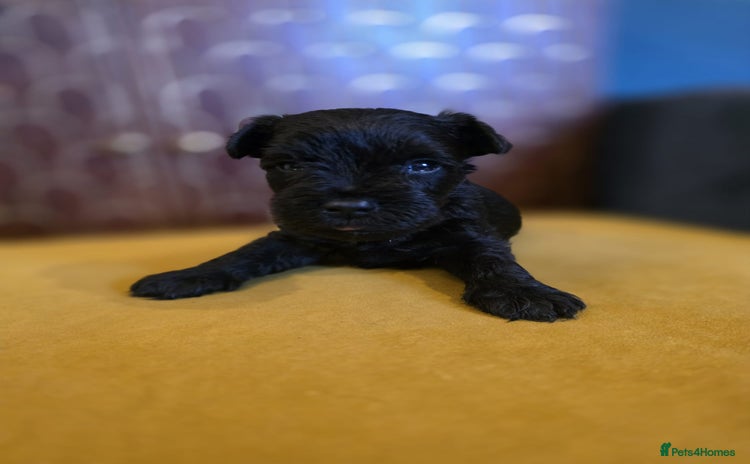 Miniature Schnauzer dogs - Advert 4