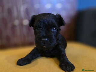 Miniature Schnauzer dogs - Advert 35