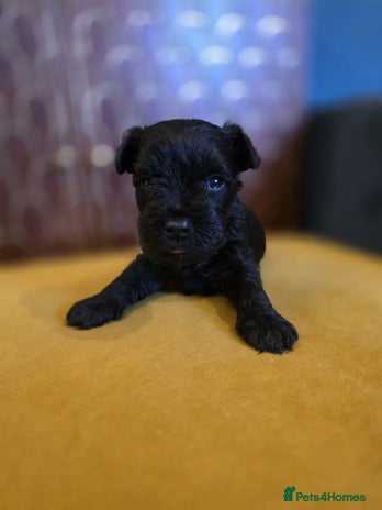 Miniature Schnauzer dogs - Advert 1