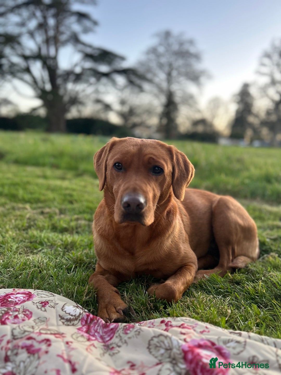 Labrador Retriever dogs for sale: KC Registered Fox Red Labrador Puppies  - Image 4