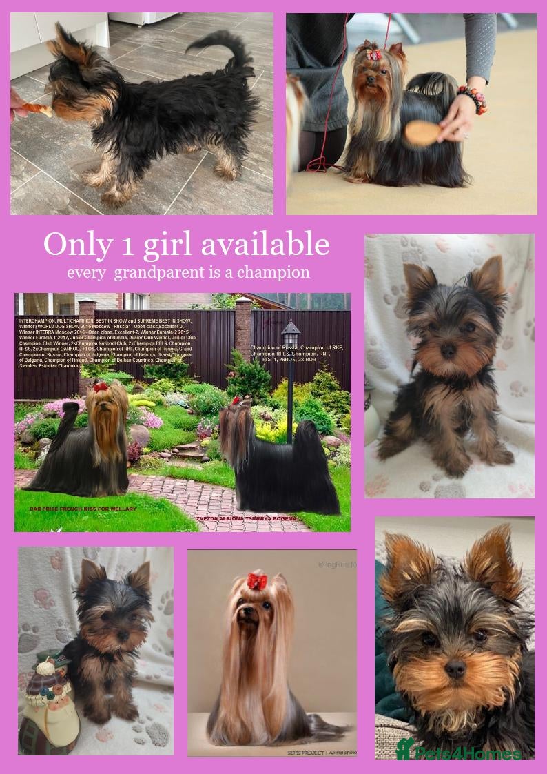 Yorkshire Terrier dogs Girl, KC reg, 18 champions bloodline,Show quality - Advert 14