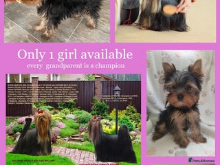 Yorkshire Terrier dogs Girl, KC reg, 18 champions bloodline,Show quality - Advert 4