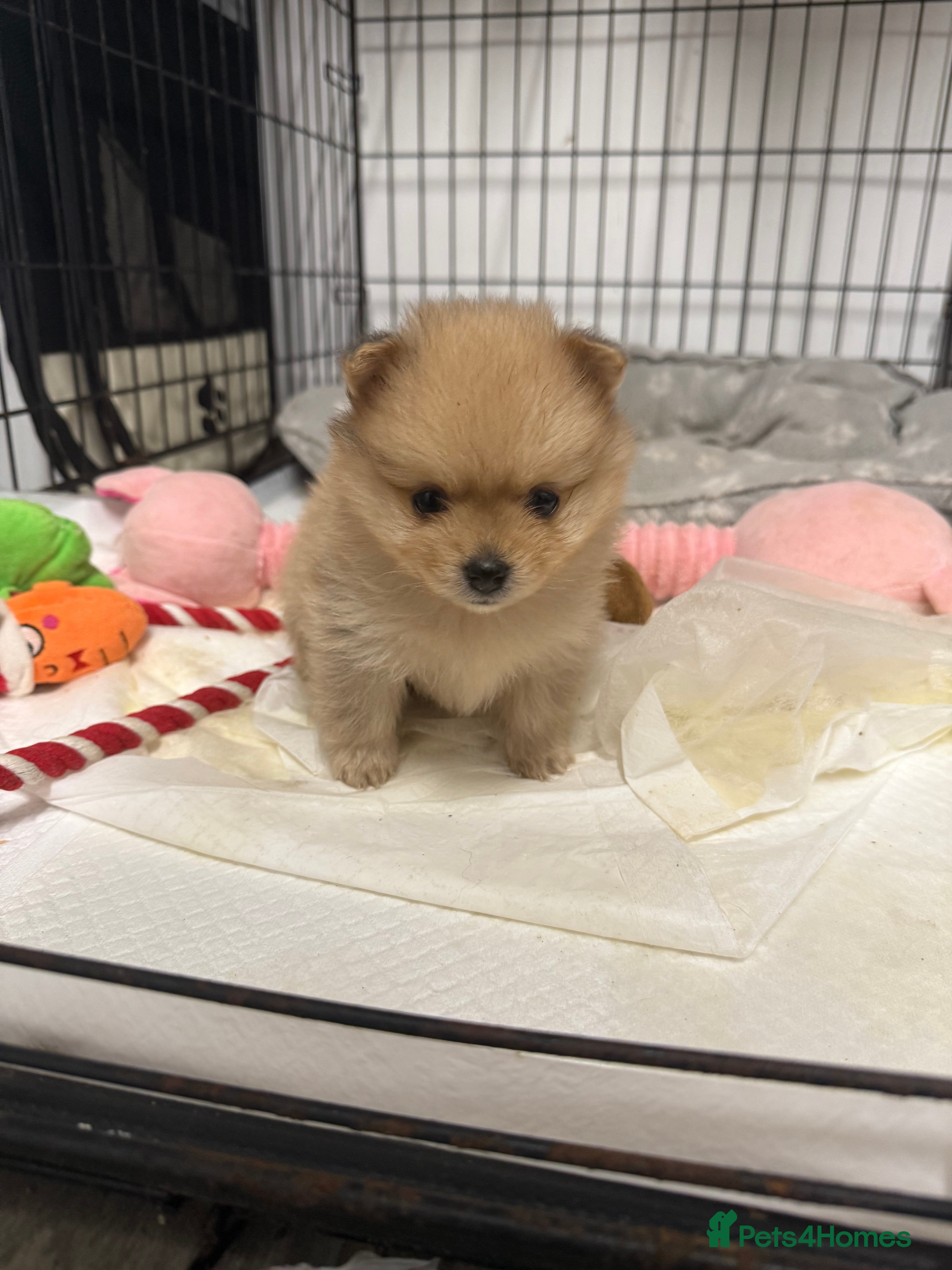 Pomchi dogs Pomchi puppies 😍 - Advert 3