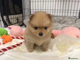 Pomchi dogs Pomchi puppies 😍 - Advert 3