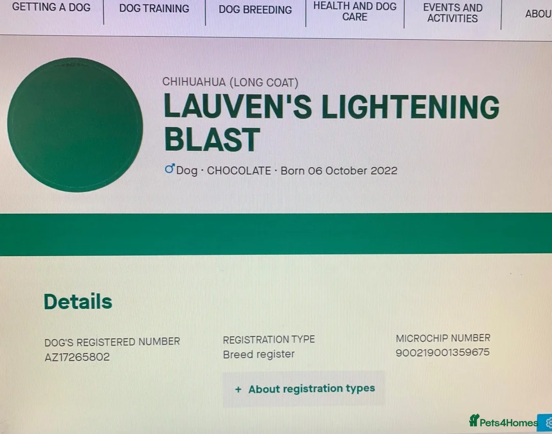 Chihuahua dogs for sale: Long coat Merle Chihuahua pups  - Advert 2