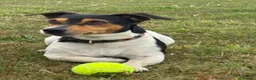 Jack Russell dogs for stud: STUD  - Advert 5