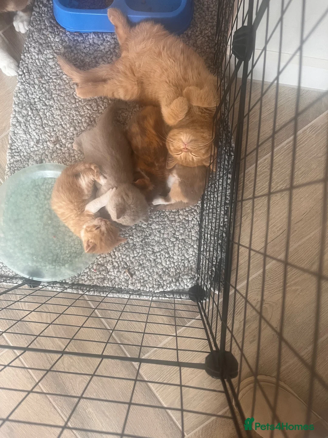 British Shorthair cats for sale: Stunning red & white boy gccf reg  - Advert 2