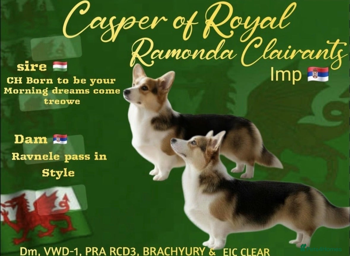 Welsh Corgi Pembroke dogs Beautiful Pembrokeshire corgi pups  - Advert 1