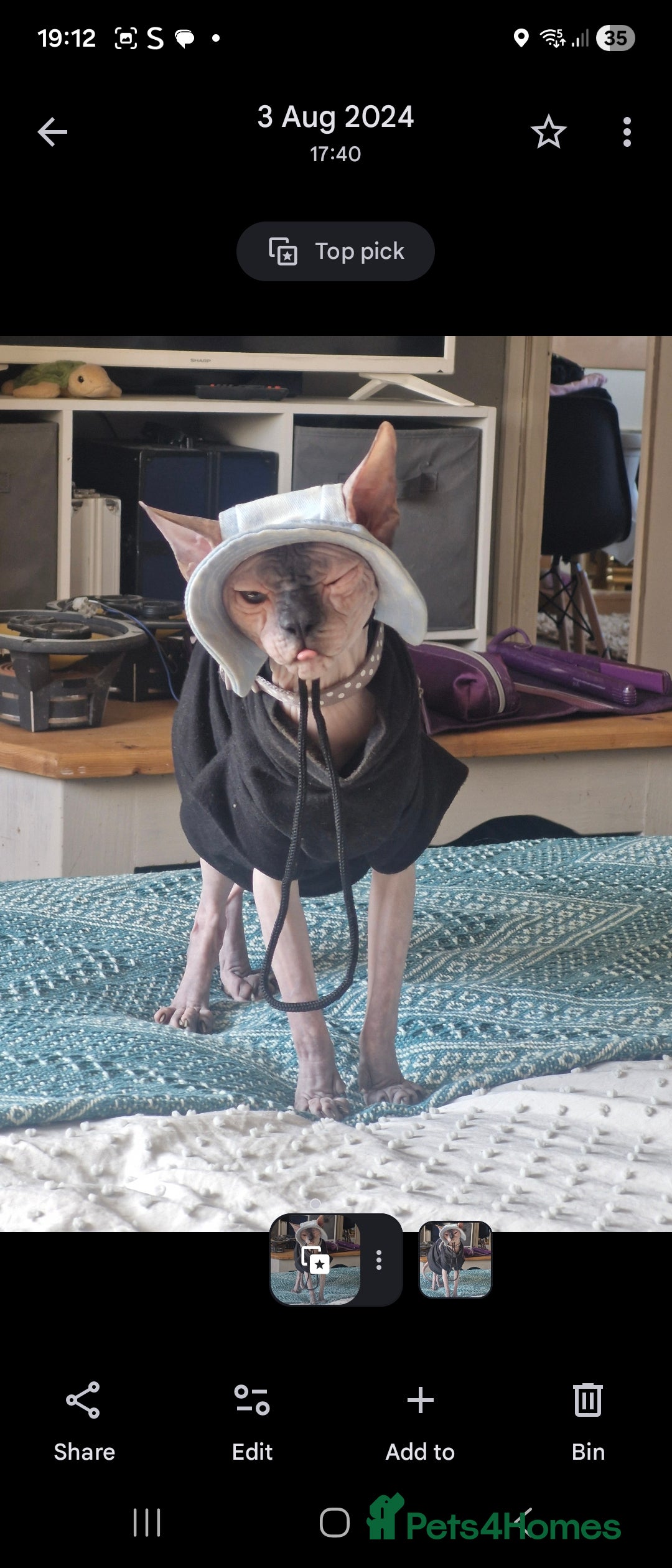 Sphynx cats for sale: 2 year old female seal point  - Advert 4