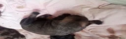 Pug dogs for sale: Pug Puppies in Stevenage - Advert 9