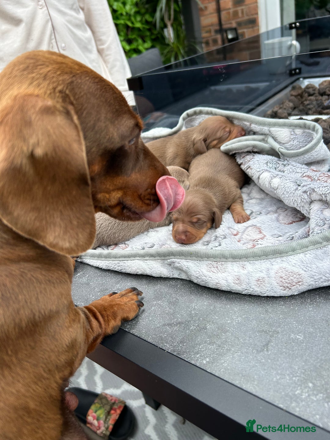 Miniature Dachshund dogs for sale: Last Male Miniature Daschund  🩵 - Image 5