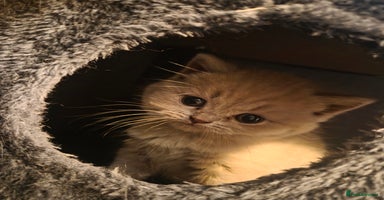 British Shorthair cats - Advert 4