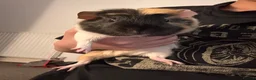Guinea Pig rodents for sale: 2 Boars Guinea pigs 🐹 in Dundee - Advert 4
