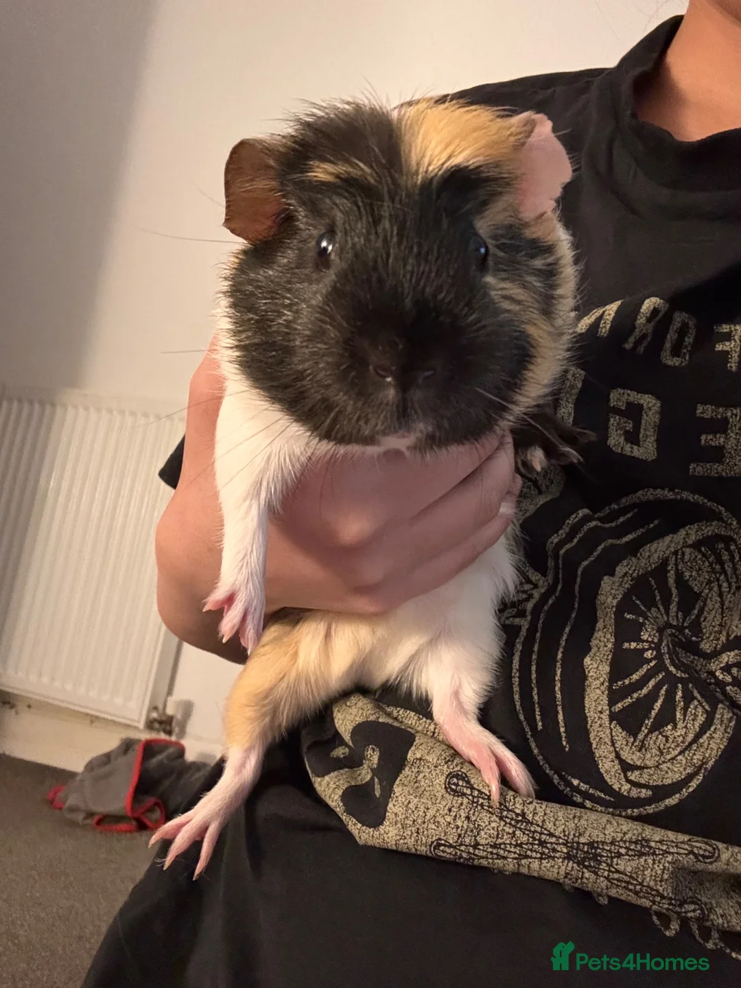 Guinea Pig rodents for sale: 2 Boars Guinea pigs 🐹 in Dundee - Advert 4