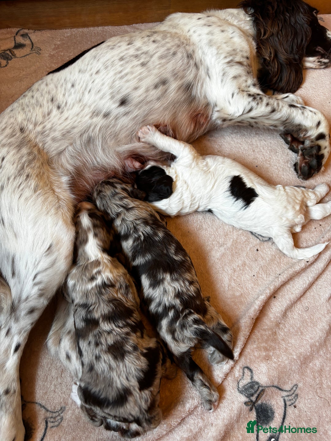 Sproodle dogs for sale: 🐾 Premium Sproodles - Merles & Stunning Parti 🐾 - Advert 3