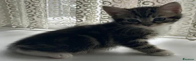 Kitten 3