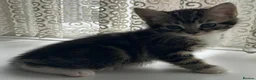 Mixed Breed cats for sale: Adorable Tabbies and Tuxedo in Leicester - Advert 4