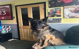 German Shepherd dogs for sale: German shepherd  - Image 16