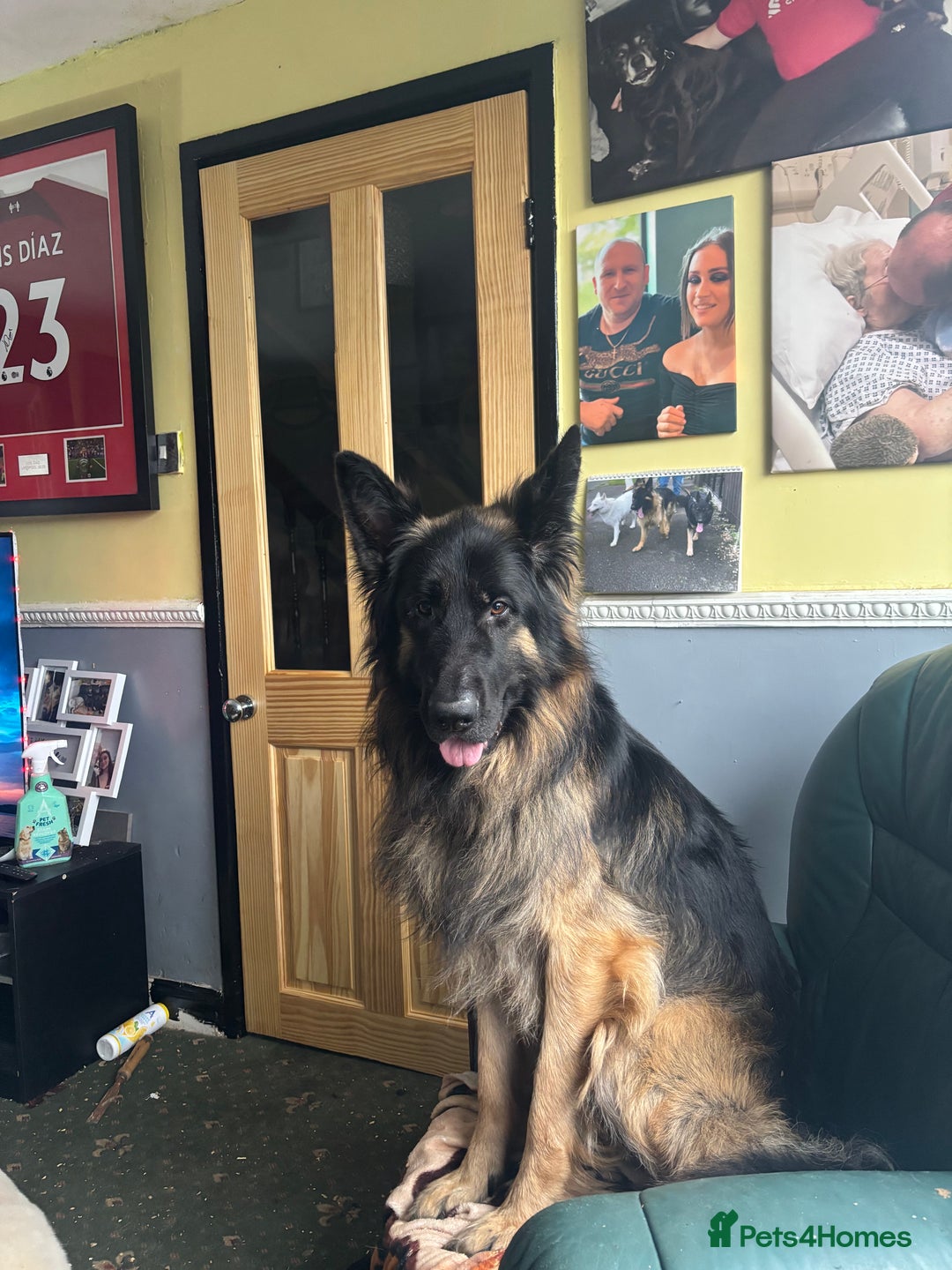 German Shepherd dogs for sale: German shepherd  - Image 16