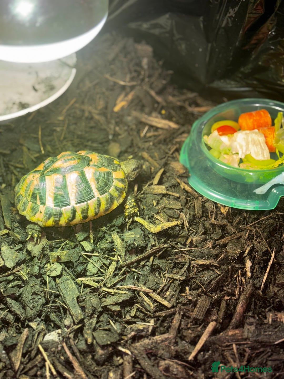 Hermann Tortoise reptiles for sale: Beautiful Hermann Tortoise – Hettie 🐢  - Image 6