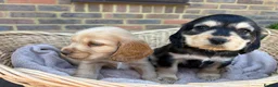 Cocker Spaniel dogs for sale: Stunning show Type cocker spaniel puppies  - Advert 11