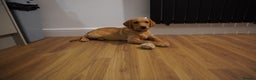 Labrador Retriever dogs for sale: Stunning KC Fox Red & Yellow Labrador Puppies - Advert 35