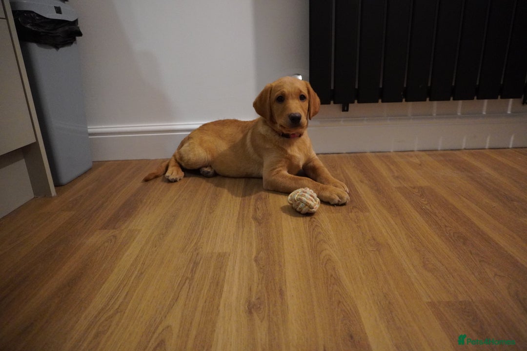 Labrador Retriever dogs for sale: Stunning KC Fox Red & Yellow Labrador Puppies - Advert 35