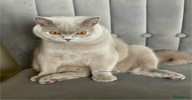 British Shorthair cats - Advert 10